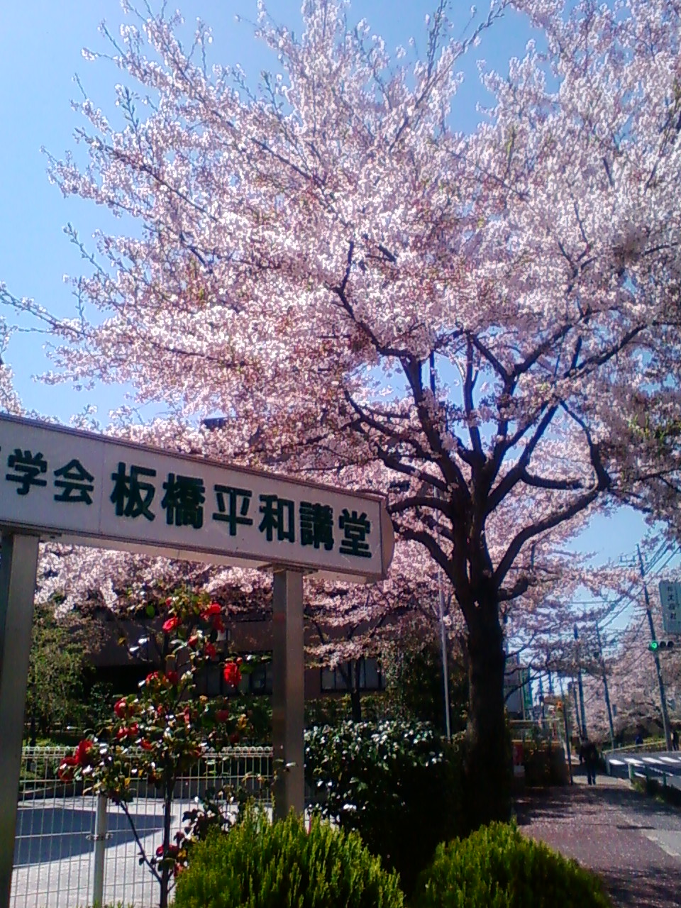 桜2011.JPG